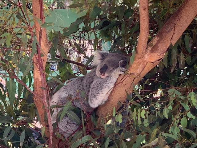 Koala in Australien